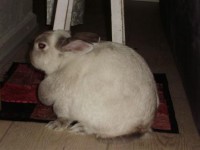 /album/fotogallerij/konijnen-koppelen-laura-relaxed-jpg/